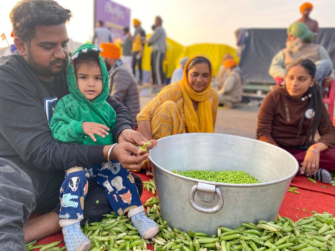 किसानों के विरोध प्रदर्शन में मटर छीलता हरफ़तेह सिंह