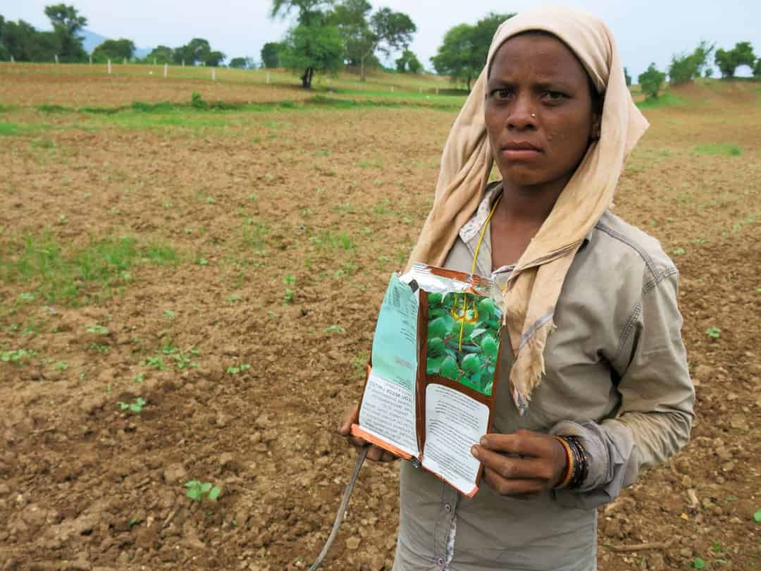 এতিয়া মূৰৰ কামোৰণীত পৰিণত হৈছে কঁপাহ