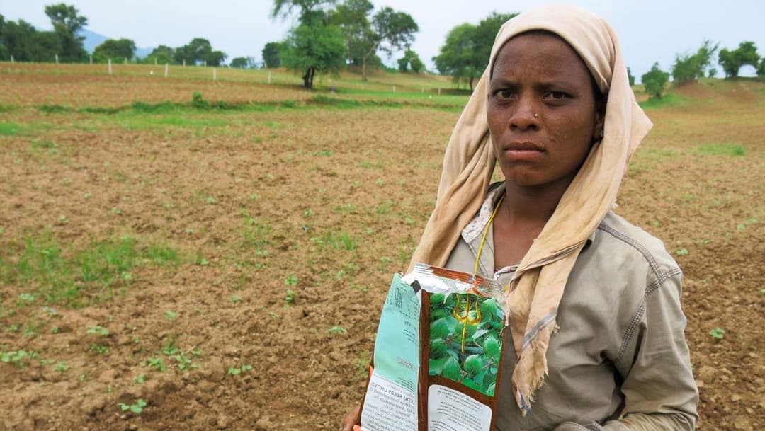 তুলো এখন মাথাব্যথা হয়ে দাঁড়িয়েছে