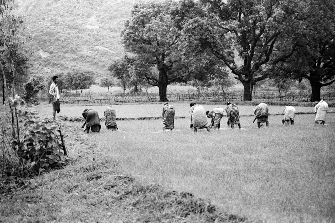 କାମ ଦିଶେ, କାମ କରୁଥିବା ମହିଳା ଦିଶନ୍ତିନି: ଜମି ଅଛି କିନ୍ତୁ ନିଜର ନୁହେଁ (ପ୍ୟାନେଲ୍ ୩)