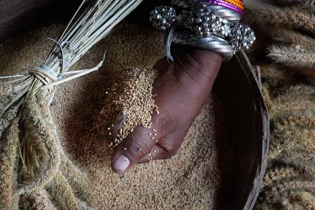 দেশি বীজের প্রত্যাবর্তন