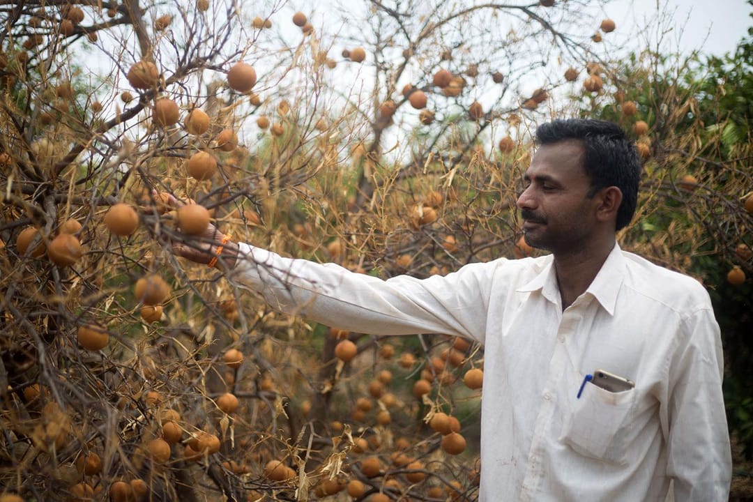 Marathwada’s mosambi are all squeezed out