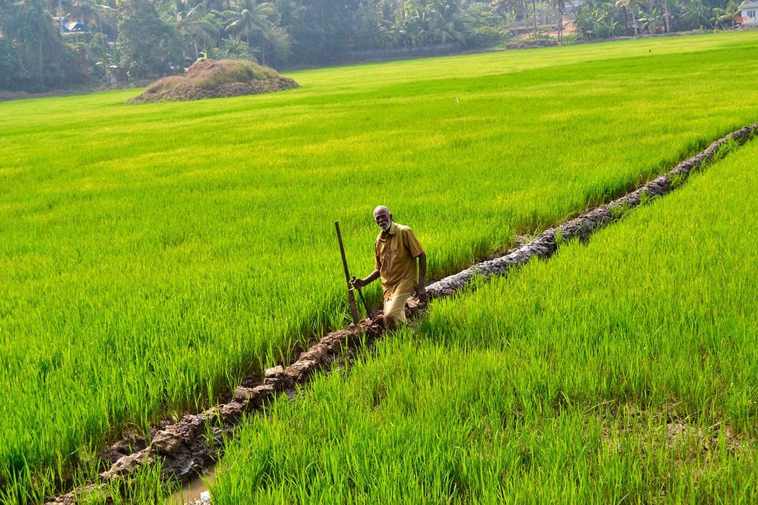 Promoting paddy, reclaiming rice in Kerala