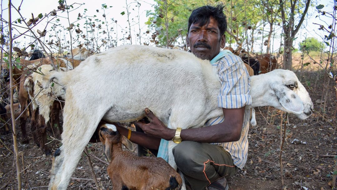 ঘরমুখো নয় যখন গ্রামের পথ
