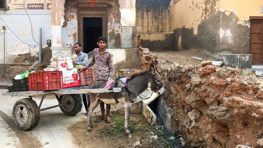 गाढवांपुढे विघ्न