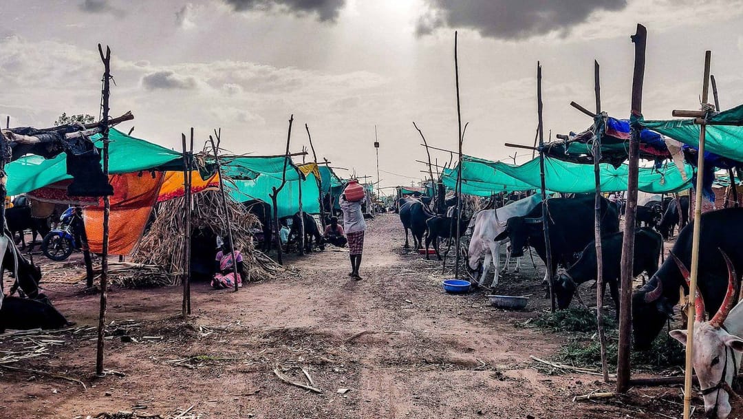 ‘पान फिरलं, उपारतं झालं’ मु. पो. सांगोला