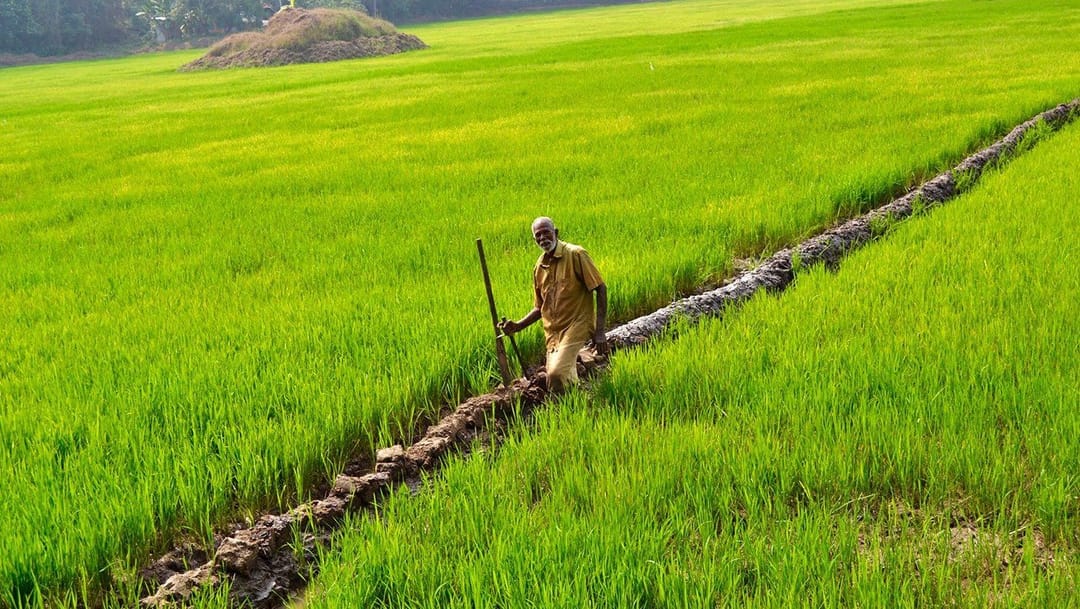 केरळमध्ये पुन्हा बहरली भातशेती