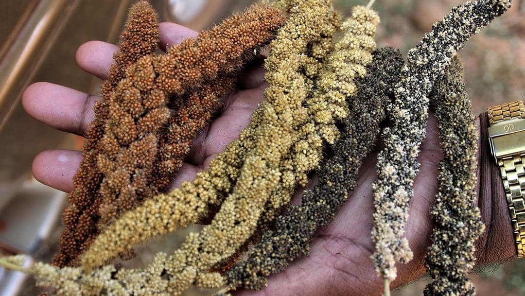 ‘कीड मारण्यासाठी मातीला विषाची गरज नसते’