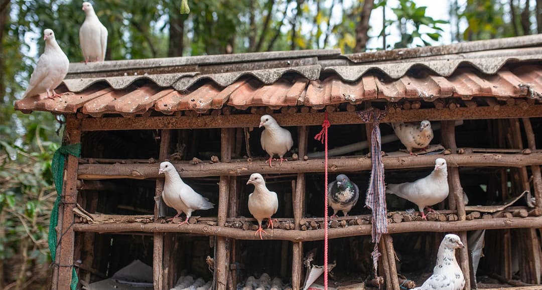 The broken-winged bird of BR Hills