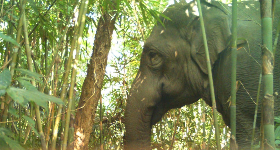 The last elephant of Dampa