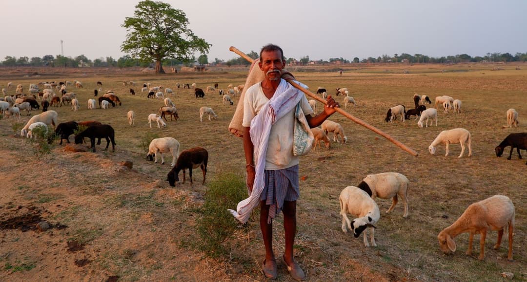 Shepherds in Palamu: battling climate change