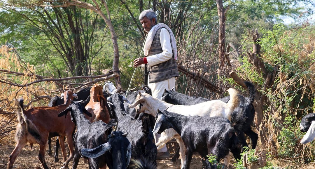 গৰখীয়া অবিহনে আৰাৱলীখন