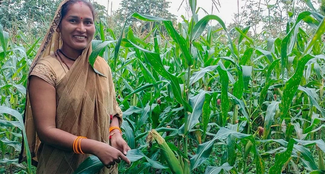 A-maize-ing language