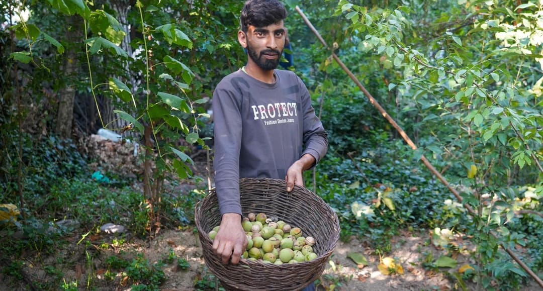 ‘Walnut rates keep dropping’