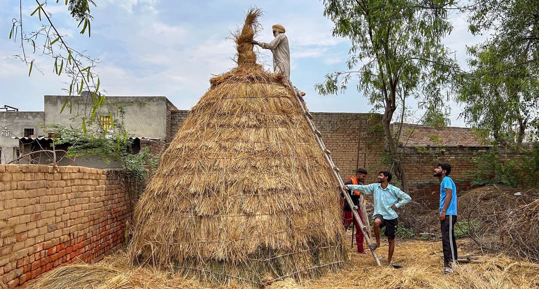 A kupp, a buffalo and kabaddi