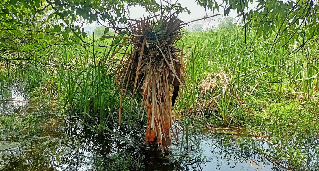 Living off grass blades in the national capital