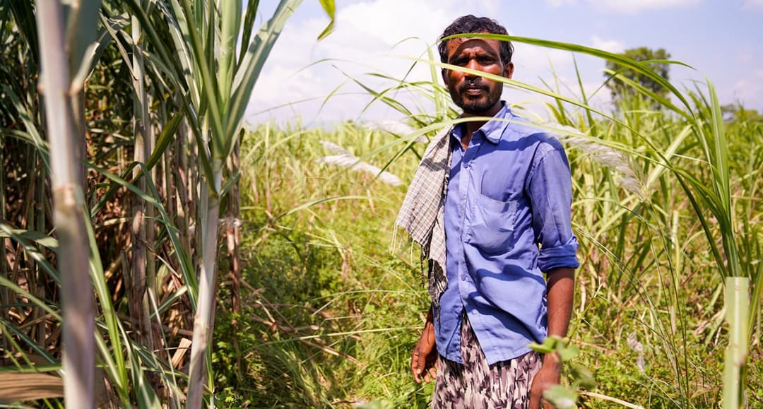 Tiger tiger everywhere