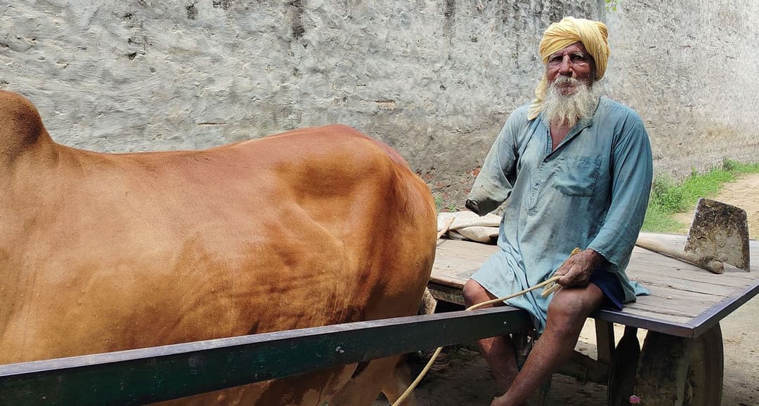 In Punjab: Green Revolution, red harvest