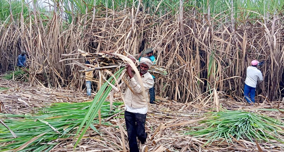 In Kolhapur’s cane fields: a bitter harvest