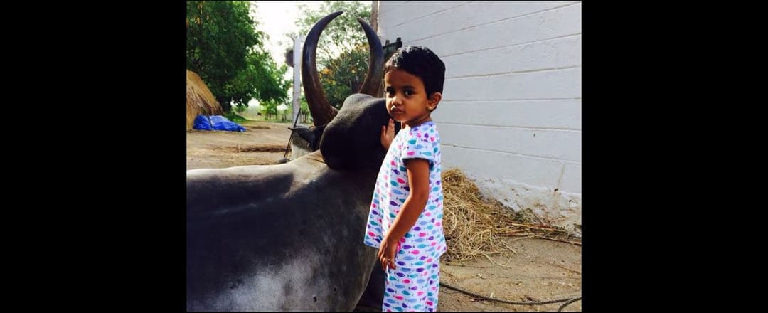 تمل ناڈو سے غائب ہوتے جا رہے کنگایم مویشی