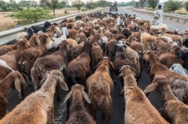 On the road with India's nomadic pastoralists