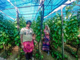 Changing climate hits Kukdeshwar's betel leaf