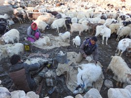 Predators and pastoralists: Shangdong to stupa
