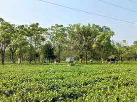 चाय बाग़ान की महिला श्रमिक: पेशाब रोको, काम करो