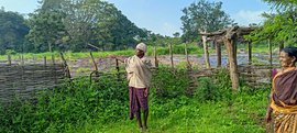 ओडिशा: खेत-खलिहानों में उत्पात मचाते जंगली हाथी