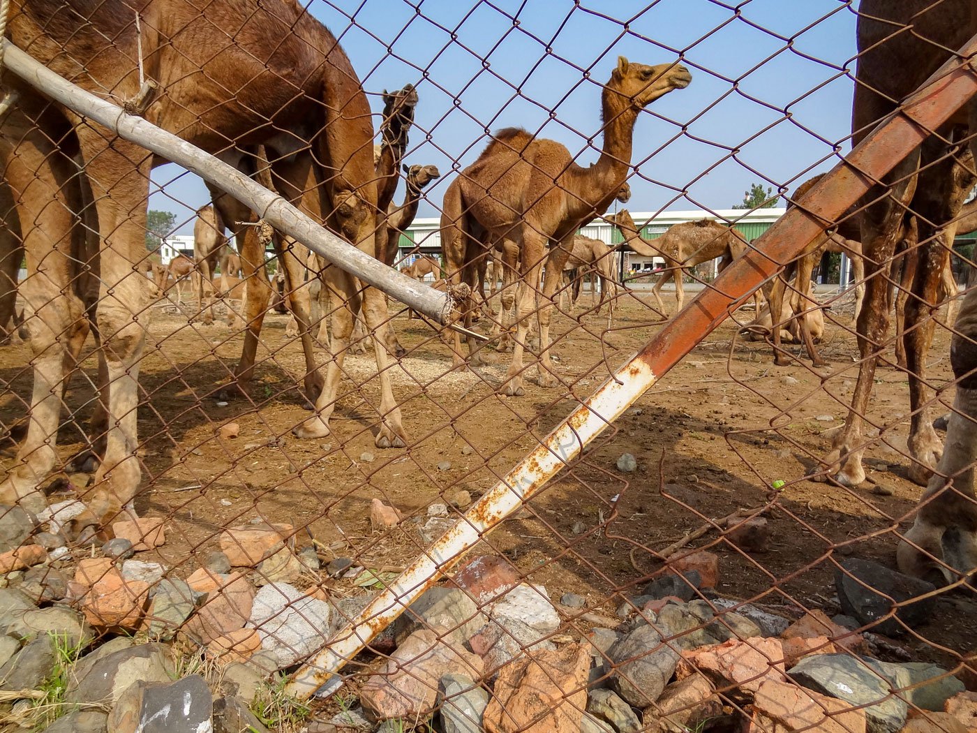 Kachchh camels' custody: ships of the deserted