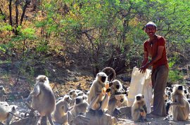 In Sheoganj, monkey business is a great service