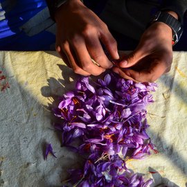 Abdul Rashid, 55, along with his son Fayaz, extracting the saffron strands from flowers at their home in the Khrew area of Pulwama. He says removing the strand from the flower is an art. “You have to be very skillful to take out the correct strand from the flower, otherwise you will ruin it.”