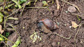 Snails pace through crops in Darakwadi