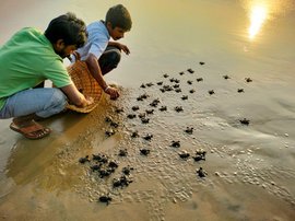 விசாகப்பட்டிணத்தில் ஆலிவ் ரிட்லி ஆமைகளை காத்தல்
