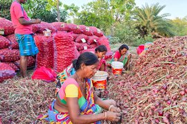 Knowing your onions in Murshidabad