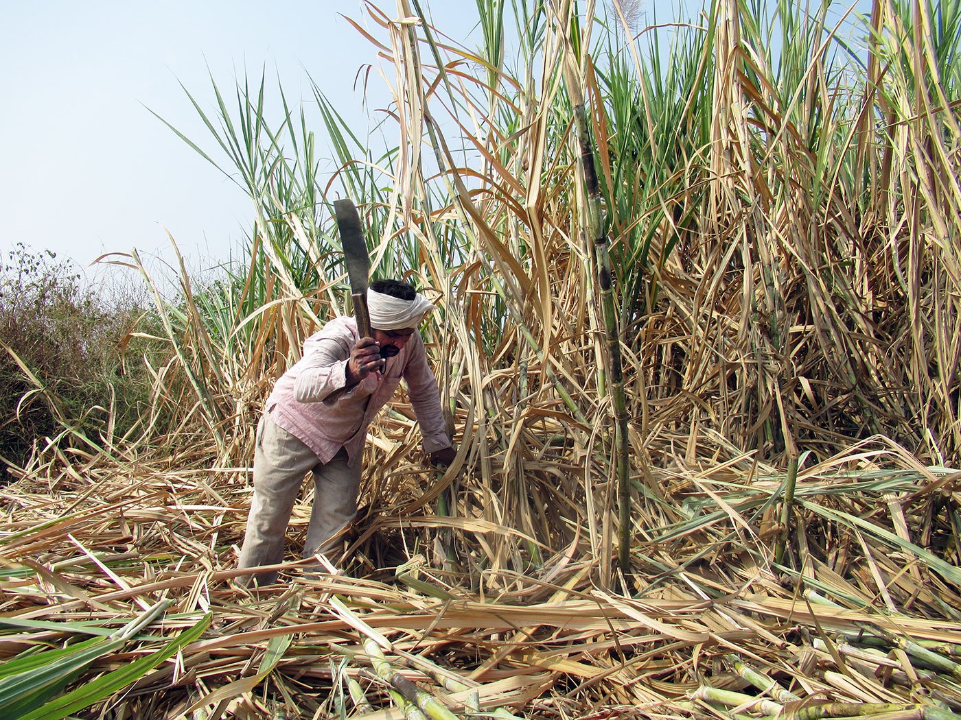Man cutting sugarcane in a field