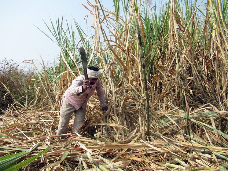 File photos of labourers from Maharashtra's Beed district chopping cane in the fields and loading trucks to transport it to factories for crushing. Cane is still being chopped across western Maharashtra because sugar is listed as an 'essential commodity'

