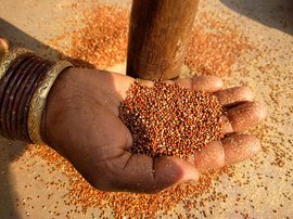 Separating the chaff from Odisha's ragi revival