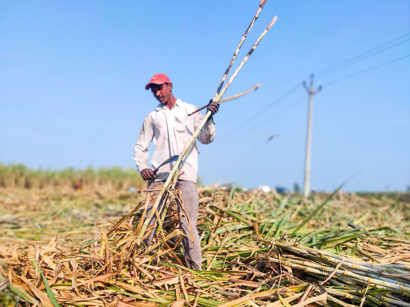 Farming In Araria Cutting Cane In Karnal