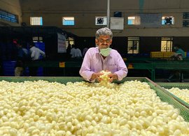 कर्नाटक का रेशम मार्गः संकट में कोकून के किसान