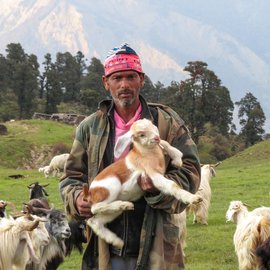 In this region of the Himalayas, shepherds brave the wet and cold weather to graze their sheep and goats. They also protect them from wild animals on the Gangotri range where they live for up to nine months a year