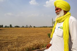 In Punjab: crop losses, anxiety and debt
