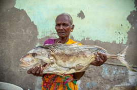 Karuvadu: the wet world of dry fish