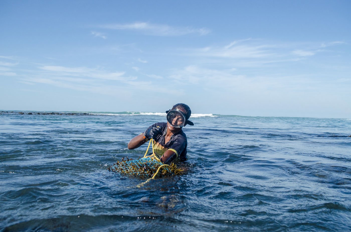 Tamil Nadu S Seaweed Harvesters In Rough Seas
