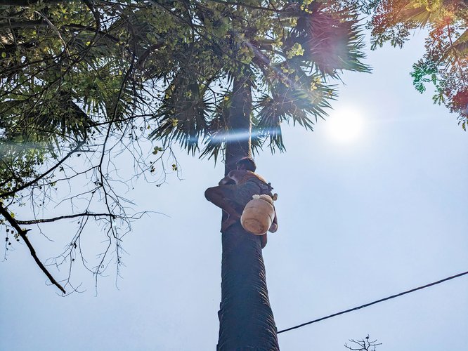 All the way to the top of the toddy tree