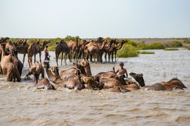 Jamnagar’s ‘swimming camels’ in deep waters