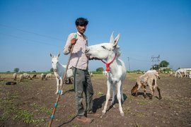 7,000 a litre: milking donkey breeders’ dreams?