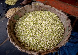 मदुरई के फूल बाज़ार और चमत्कारी चमेली
