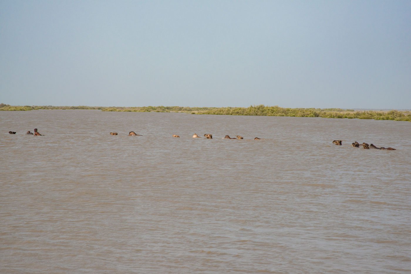 The swimming camels float through the creeks in the Marine National Park in search of food