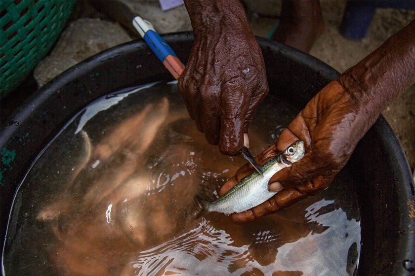 Right: Fathima cleaning the fish before drying them